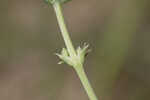 Southern rattlesnake master